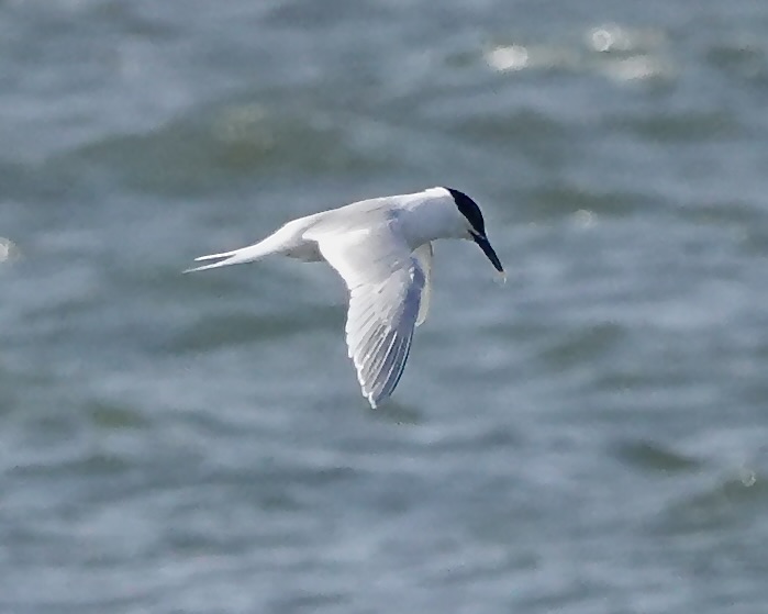 sandwich tern